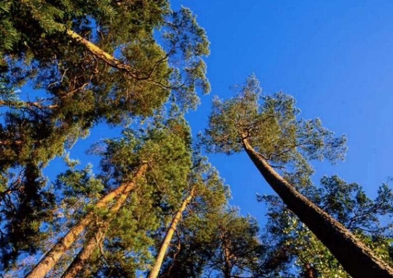Driftskostnader og skogforvaltning hva er sammenhengen?