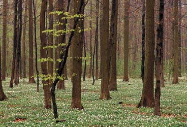 Oppgave 4 Forskere har undersøkt vekstutviklingen til trær i et bestemt skogsområde. Det viser seg at høyden til et tre, målt i meter, tilnærmet kan beskrives med en matematisk modell.