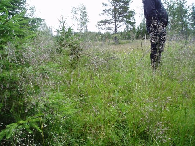 vente med å fjerne alt pysjet til beitinga er i gang, og ser hvor godt åkerreinene kommer frem, og gjøre tiltak ut fra det.