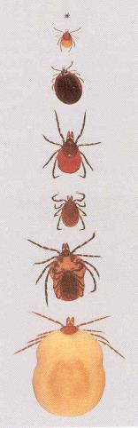 Skogflåtten Ixodes ricinus («hard tick») Midd (Et edderkoppdyr) 4 par = 8 ben (insekter har 3 par) (1.