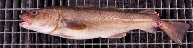 Figur 2.1.16. Klemskader i pumpe under overføring fra fartøy til merd i 2011. Fisk med slike skader skal sorteres ut før innsetting i merd.