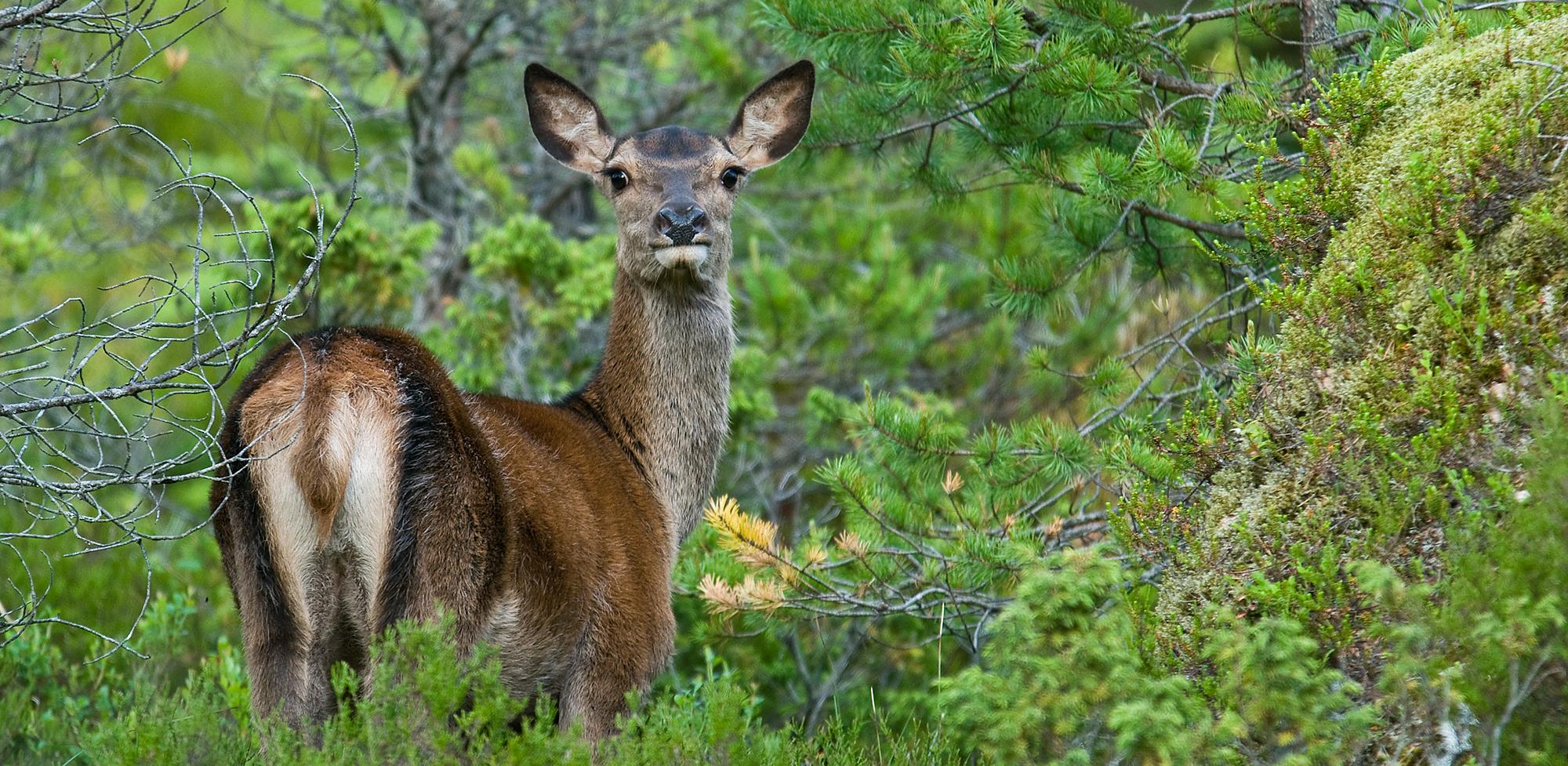 Foto: Morten Løvik Turorientering er en økonomisk rimelig aktivitet som ikke krever vesentlig organisering, foregår i natur og kan drives av alle i alle aldre.