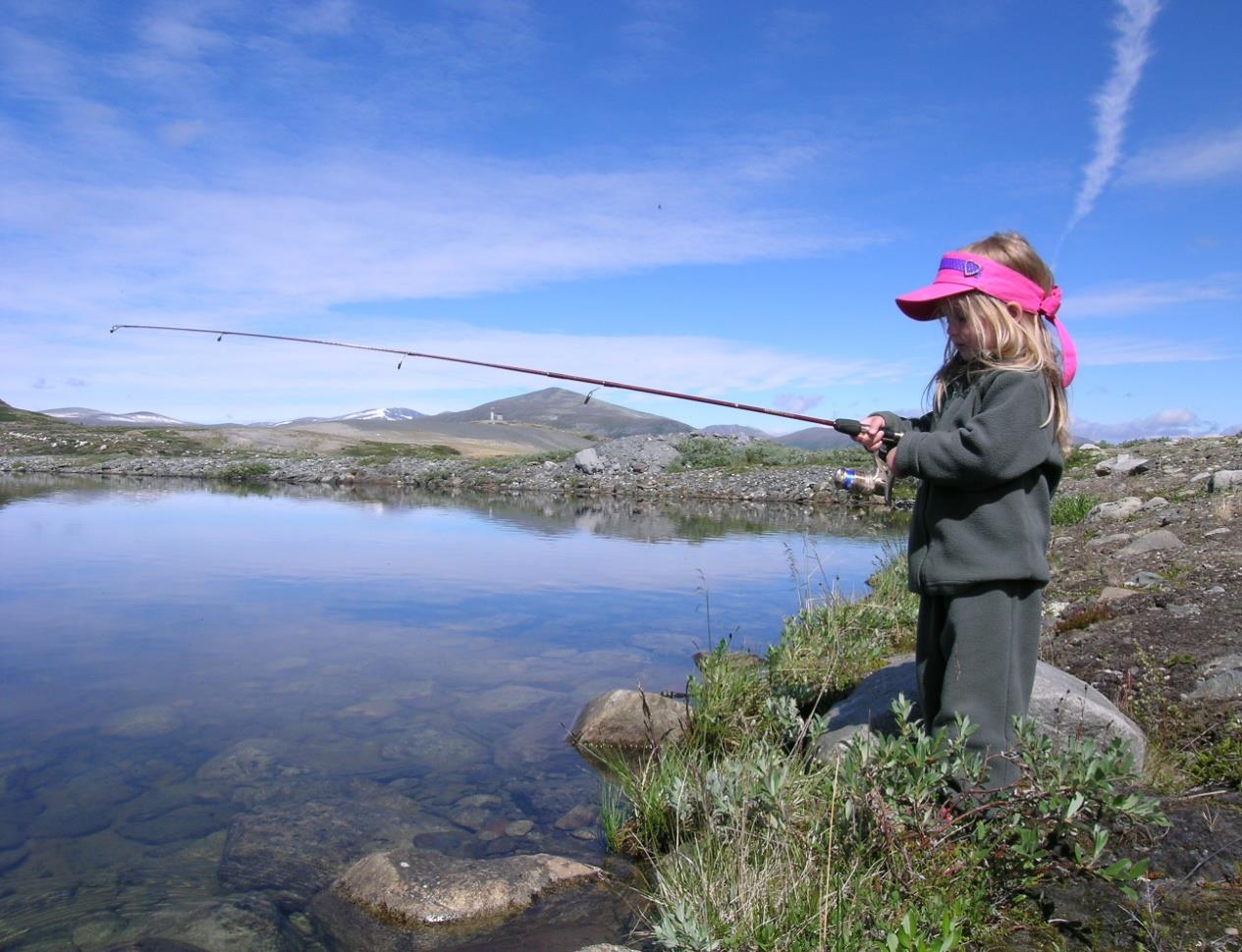 JAKT, FISKE OG ANNET FRILUFTSLIV Salg av jakt- og fiskeprodukter: 2015 Elg felte dyr