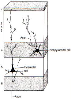 nevronkoblinger (synapser) hjernebark (mennesker): tykkelse ~