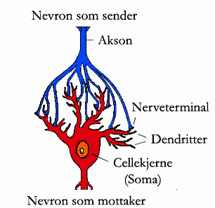 Signalbehandling i nerveceller DENDRITTER: Innkommende signal spres elektrisk til cellekropp (soma) CELLEKROPP (SOMA): Fyrer et aksjonspotensial hvis membranspenning passerer en terskel AKSON: