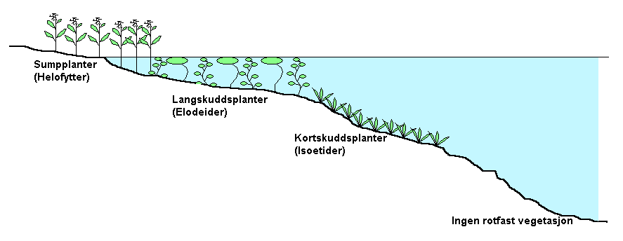 Kortere vintre og mindre is Vil trolig gi mer