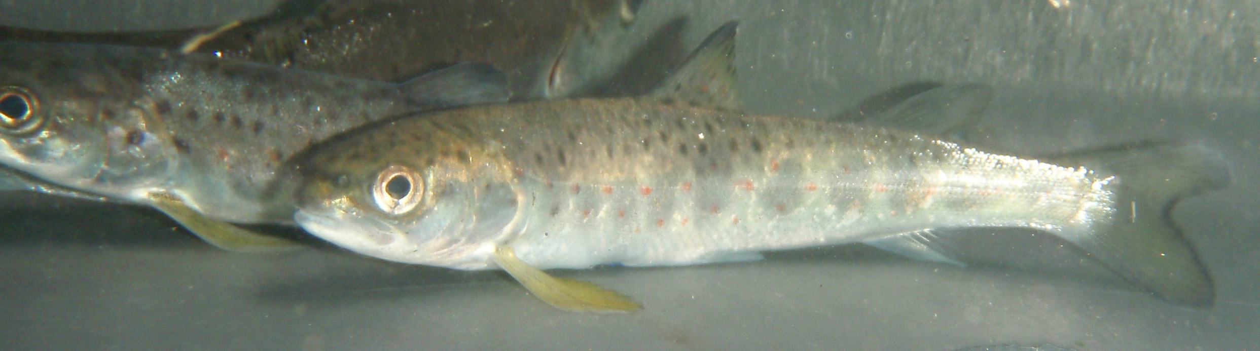 Stasjonane for lyttebøyer i Sognefjorden og Lærdalsfjorden vart delt inn i ulike soner som vist i Tabell 4. Lyttebøyene som her angitt var operativt frå april til desember 2009.