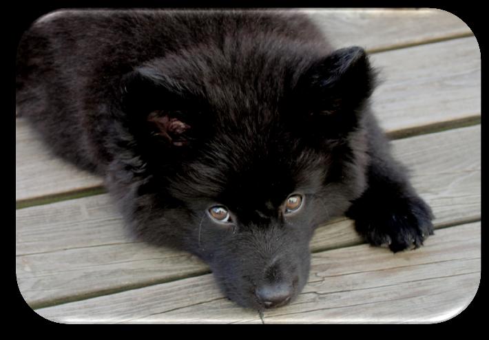 Utstilling med Svensk Lapphund, Easti Vi har hatt en travel vår med utstilling i Norge og Sverige, 8 ganger har vi vært i ringen til nå, og vi rekker en til i juni!