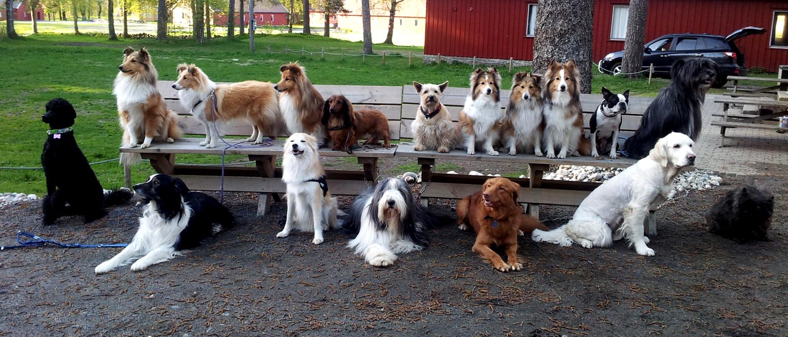 Arendal og Omegn Hundeklubb er en hundeklubb for alle typer hunder, og er en samarbeidende klubb med Norsk Kennel Klubb. Klubben ble stiftet 11.