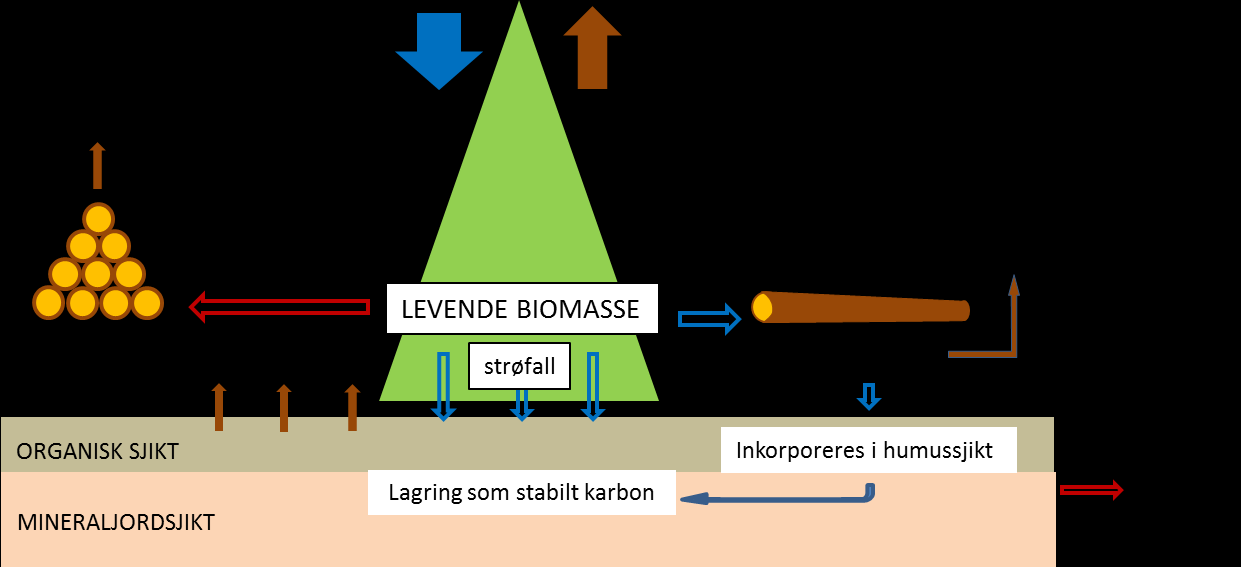 Karbonkretsløpet Dalsgaard L, Granhus A, Søgaard G, Andreassen K, Børja I, Clarke N, Kjønaas J og Stokland J. 2015.