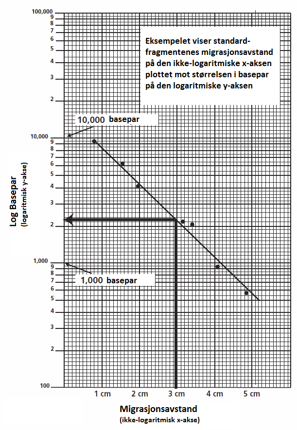 1. Lag en standardkurve: Mål avstanden de ulike DNA-fragmentene i standardprøven (brønn 1) har vandret i agarosegelen (se bort fra det lengste fragmentet på 23 130 bp).