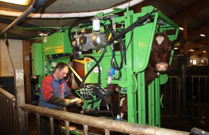 Kua står stødig med to magebelter og ett og ett bein blir løftet opp av hydrauliske tau, dette er både effektivt og dyrevennlig.