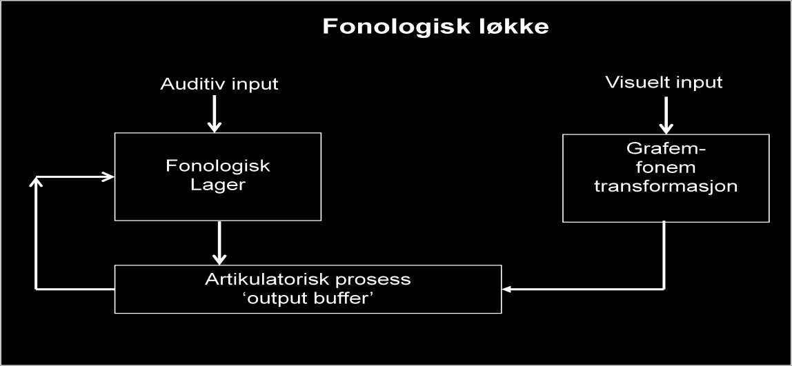 Figur 7: Den fonologiske løkken (Lian 2007, s. 7) Den fonologiske løkken består av to viktige komponenter; et fonologisk lager og en artikulatorisk buffer (figur 7).