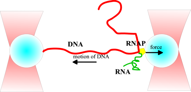 Bakterier har istedet noen typer proteiner som modulerer DNA, ved enten ved å danne bruer eller ved å indusere bøying av DNAet.