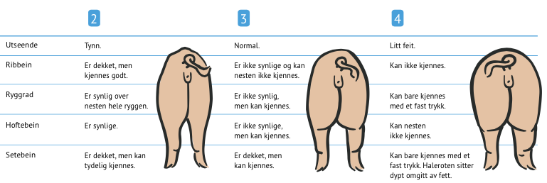 det er viktig å benytte halvpoeng. Purkenes utseende vil gi deg et umiddelbart inntrykk av om purka er tynn, normal eller feit.