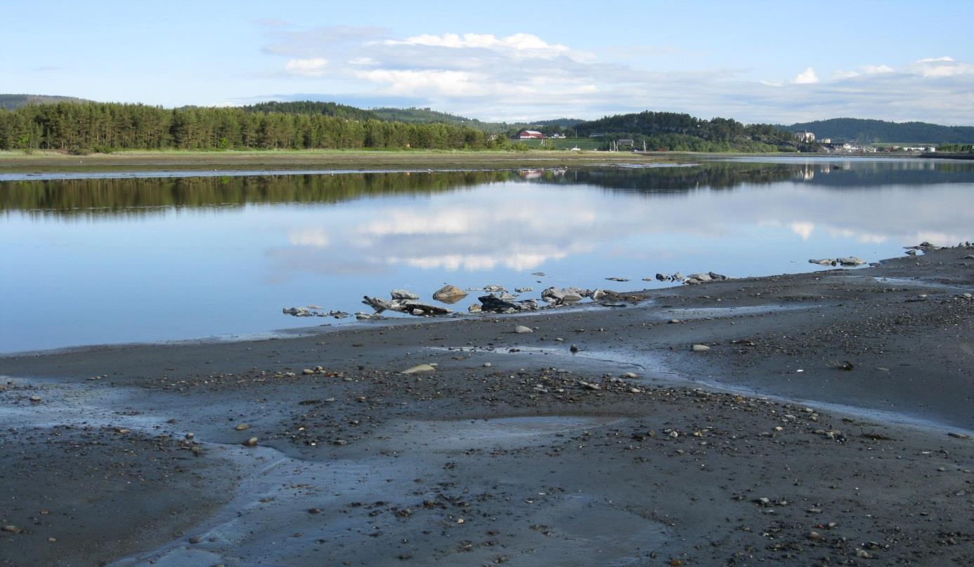 E6 Trondheim - Stjørdal, parsell Værnes - Kvithammer: Respons hos vannfugl og strandvegetasjon på flytting av