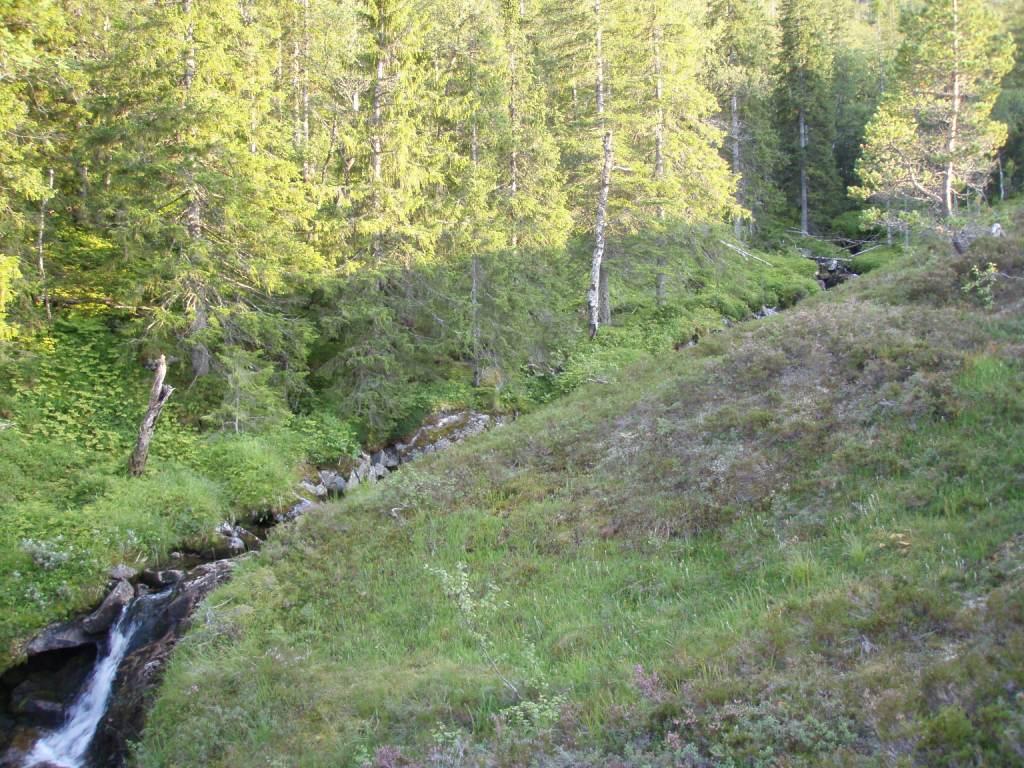 Flytting av bekkeinntaket kan redusere problemer med lekkasje. For øvrig vurderes forholdene som gunstig for plassering av bekkeinntak. Figur 23 Område for inntak Tverråa 4.1.6.