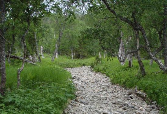 5.5.2.8 Elseburdalen Botanisk og naturtypemessig er Elseburdalen det mest interessante i hele undersøkelsesområdet.