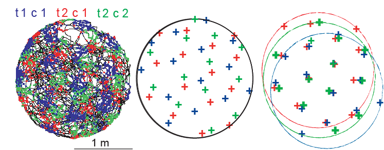 Hvordan er det kartet av gitterceller organisert?