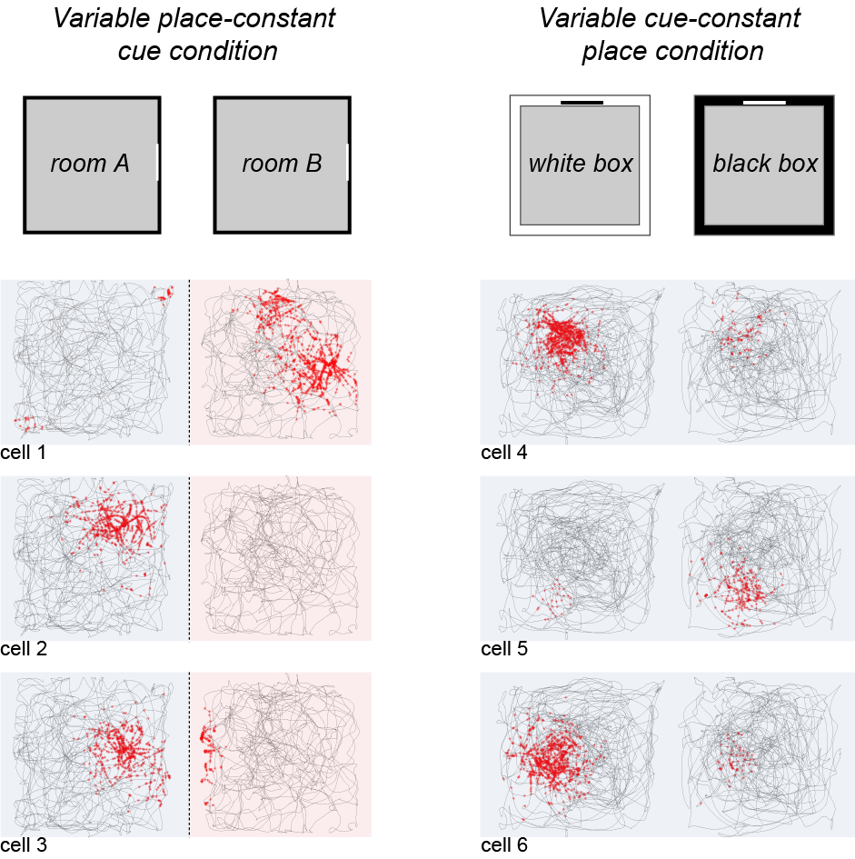 Two independent remapping schemes can be dissociated in the hippocampus: Global remapping (rate and location) Rate remapping Place cells can alternate between multiple discrete representations