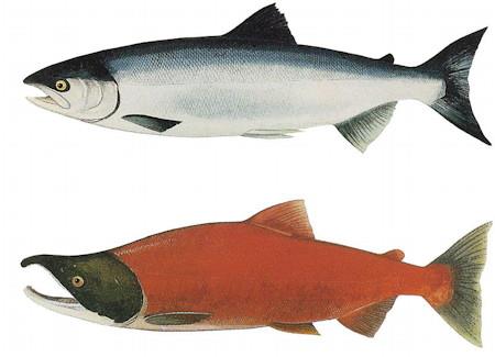 Rødfargen på muskulaturen er en unik egenskap hos laksefisk Maximum astaxantin nivå i muskel varierer mellom ulike arter laksefisk og innen samme