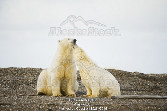 Svalbard Communications AS 11.