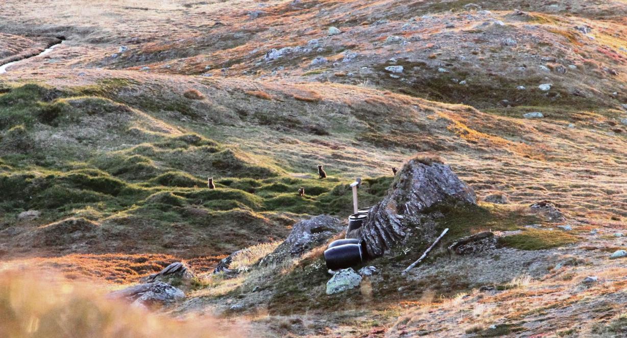 Antall fungerende prøver (høyre akse) og gjenfangstraten i form av antall tidligere kjente individer er angitt.