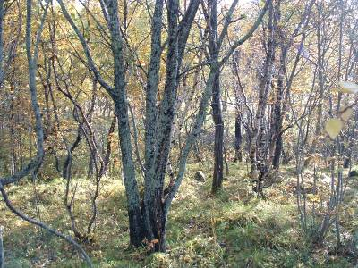 Kystskogbruket Finnmark, Troms, Nordland,