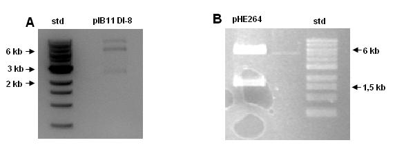 Resultater Figur 3.2. Restriksjonsanalyse av vektorene brukt til konstruksjon av pknh1. A: pib11 DI-8 kuttet med BstEII og Acc65I. Forventet størrelse på fragmentene var 5,7 og 2,5.