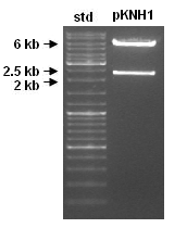 Plasmider ble isolert fra koloniene på LA-platen (se seksjon 2.7), og kuttet med BamHI, som skulle gi forventede fragmentstørrelser på 5,7 kb og 2,3 kb ved separering på agarosegel.