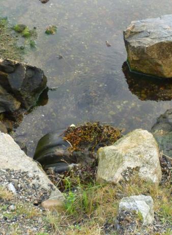 Kulverten under veiforbygningen er godt senket, og har stor diameter. Denne hindrer ikke fiskevandringer, bortsett fra på full fjære sjø.