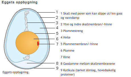 I det biologiske trinnet vil vi påvise osmose gjennom det nakne egget denne elastiske skallmembranen. Bilde 1: Eggets oppbygging (Fooladi, 15.11.06) Osmose er diffusjon gjennom en semipermeabel hinne.