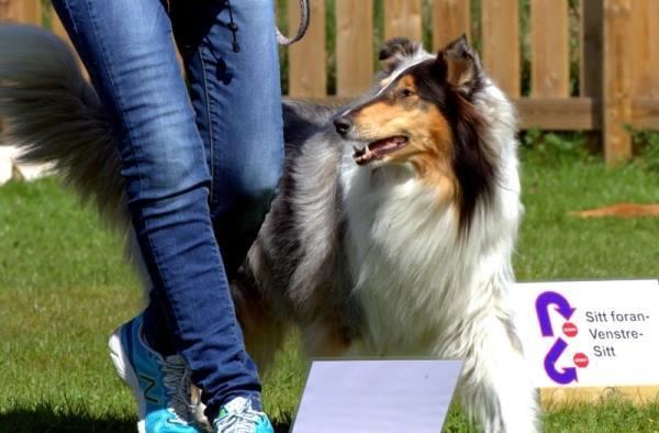 Rallylydighet I vår startet klubben opp med rallylydighetstreninger på Hove! Dette er en hundesport som passer godt for alle raser og blandinger og alle typer hundeeiere!