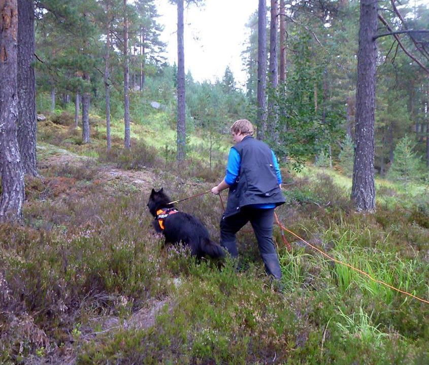 Brukshundkurs Vi har gleden av å invitere til kurs med Turid Stavn og Geir B. Larsen som instruktører. Kurset blir arrangert 8-10 august og vil finne sted i Arendal/Grimstad området.