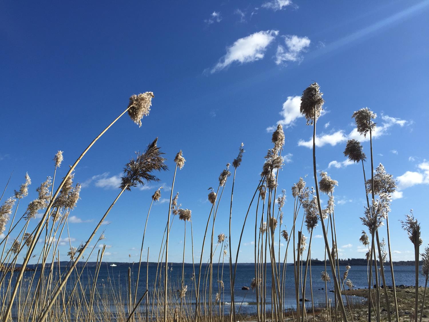 Læringsnettverk for bosetting, kvalifisering og inkludering av innvandrere.