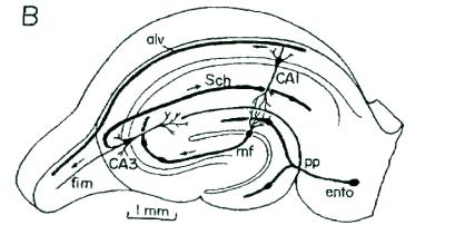 and Skrede, 1971) Medial entorhinal cortex: gittercelle 17Hz