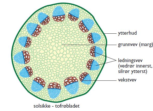 Stengler kan være ulike å se til men inneholder de samme vevstyper. Enfrøbladete planter: Ledningsvevet er spredt ut tilfeldig i hele stengelen.