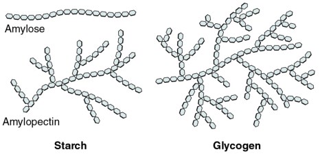 Polysakkarid Stivelse amylopektin (75%) forgrenet (,1-4 og,1-6)