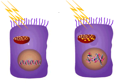 "Heat shock proteins and high mobility group box 1 protein