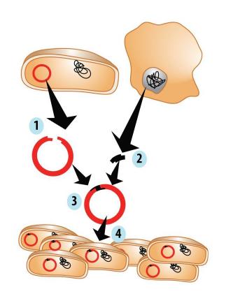Bioteknologi 33 (oppgave 17 vår 2014) Figuren viser en bakterie som genmodifiseres for å produsere insulin. De ulike trinnene er merket med tall. Hva blir brukt for å lime inn genet i punkt 3?