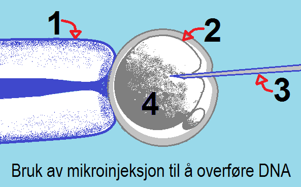 Bioteknologi 24 (oppgave 18 høst 2012) Hvilken av disse organismene vil normalt bli kalt en genmodifisert organisme (GMO)?