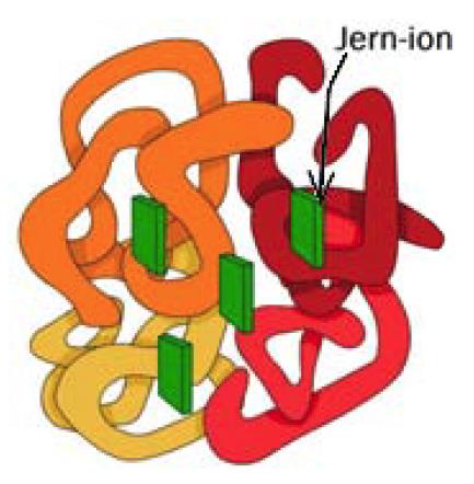 Energiomsetning 56 (oppgave 27 høst 2011) Hemoglobinmolekylet på figuren inneholder jern-ioner. Hvilken rolle har metallioner normalt i enzymer?
