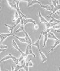 Rel. IL-2 nivå Trans-differensiering (2): fra hud til immunceller Hormon utskillelse Immunceller Immunceller Utrykk av immuncelle molekyler 50 45 40 35