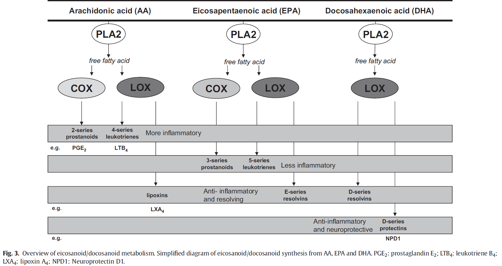 Eikosanoid/dokosanoid metabolisme