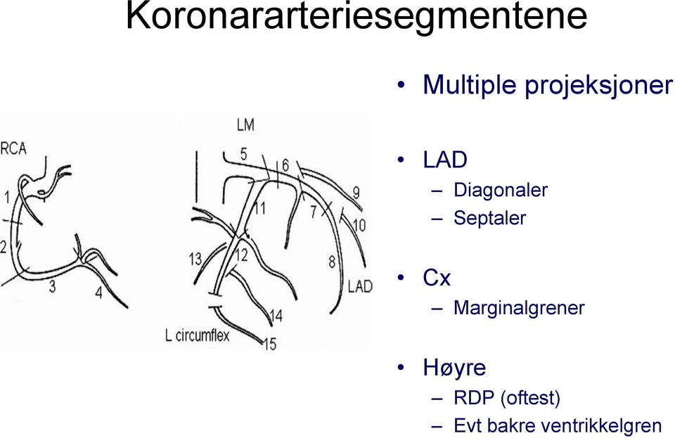 Diagonaler Septaler Cx