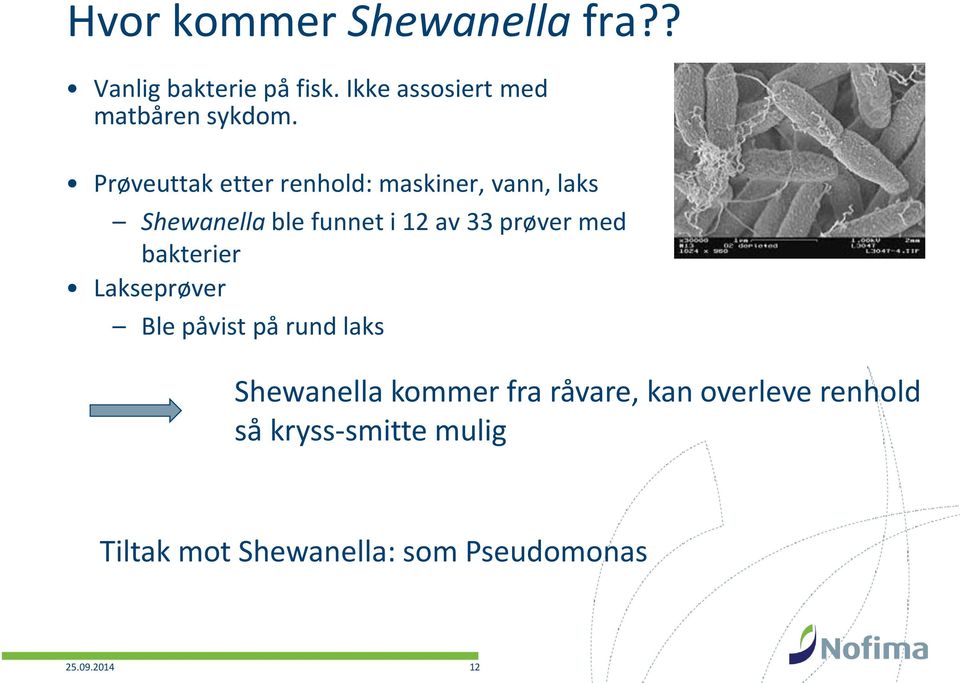 Prøveuttak etter renhold: maskiner, vann, laks Shewanella ble funnet i 12 av 33 prøver