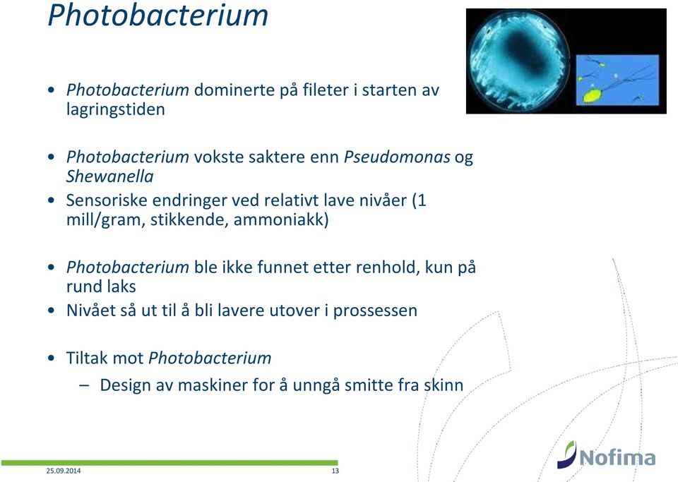 stikkende, ammoniakk) Photobacterium ble ikke funnet etter renhold, kun på rund laks Nivået så ut til å