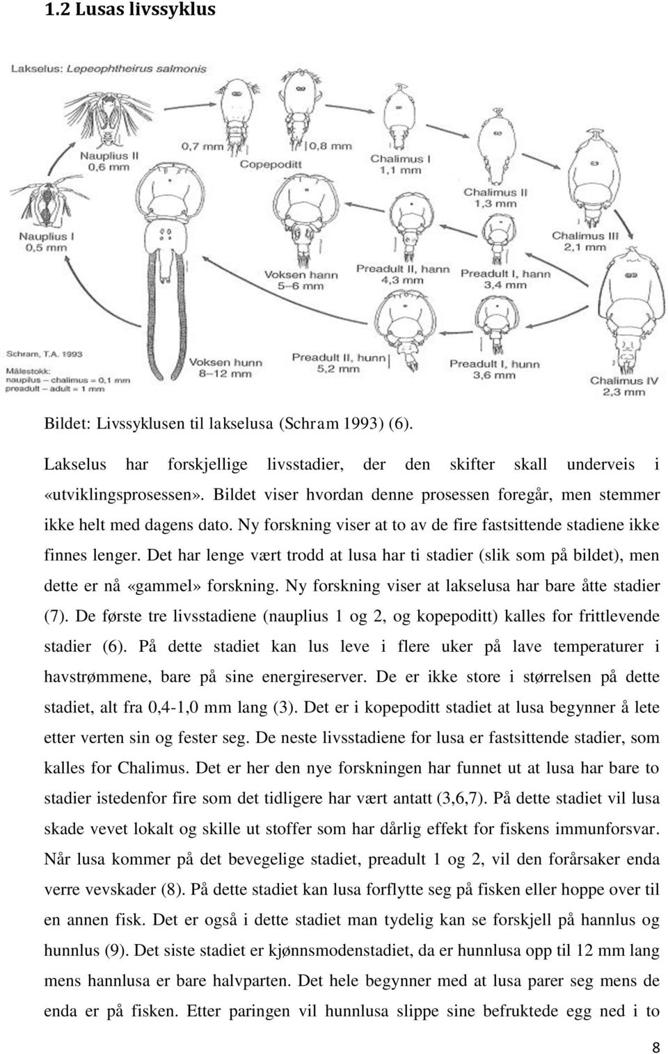 Det har lenge vært trodd at lusa har ti stadier (slik som på bildet), men dette er nå «gammel» forskning. Ny forskning viser at lakselusa har bare åtte stadier (7).