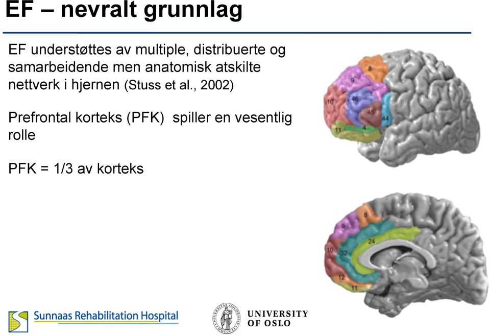 nettverk i hjernen (Stuss et al.