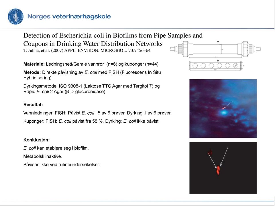 coli med FISH (Fluorescens In Situ Hybridisering) Dyrkingsmetode: ISO 9308-1 (Laktose TTC Agar med Tergitol 7) og Rapid E.